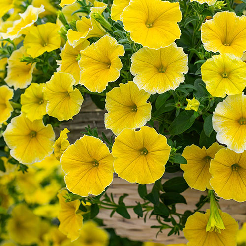 Petunia Bees Knees