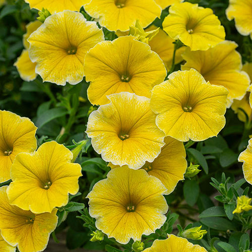 Petunia Bees Knees Petunia Bees Knees
