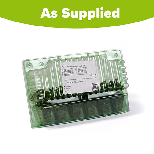 Petunia Bees Knees Petunia Bees Knees