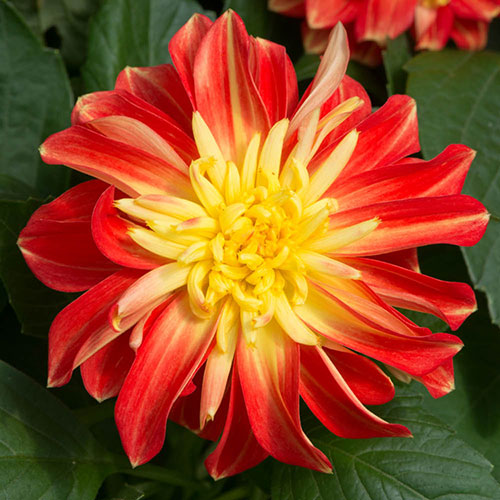 Dahlia Dalina Maxi Fireball Dahlia Dalina Maxi Fireball