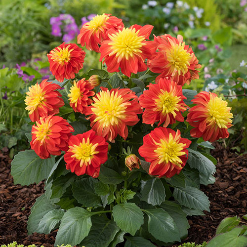 Dahlia Dalina Maxi Fireball Dahlia Dalina Maxi Fireball