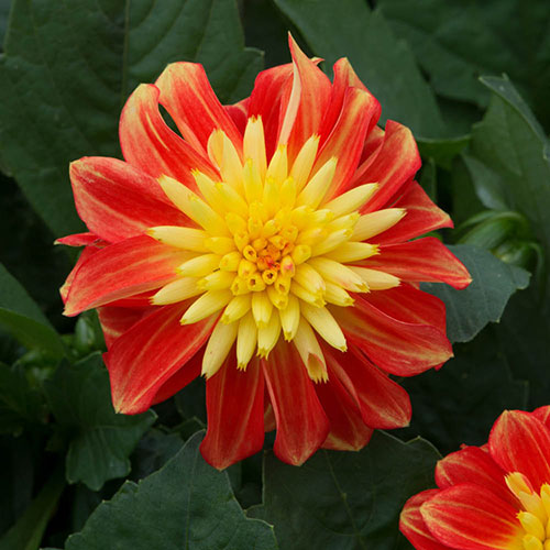 Dahlia Dalina Maxi Fireball Dahlia Dalina Maxi Fireball