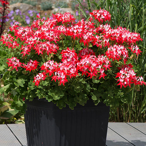 Geranium Summer Twist Collection Geranium Summer Twist Collection