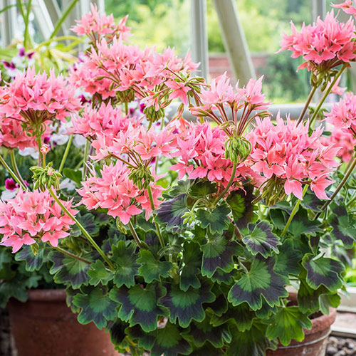 Geranium Summer Twist Collection Geranium Summer Twist Collection