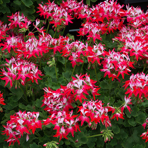 Geranium Summer Twist Collection Geranium Summer Twist Collection