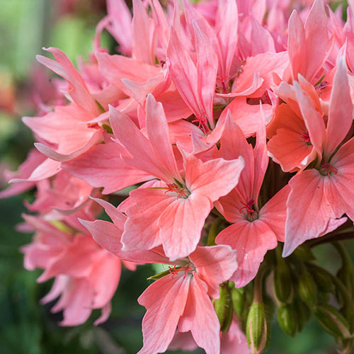 Geranium Summer Twist Collection Geranium Summer Twist Collection