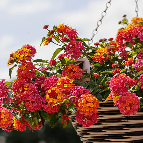 Lantana Passion Fruit Lantana Passion Fruit