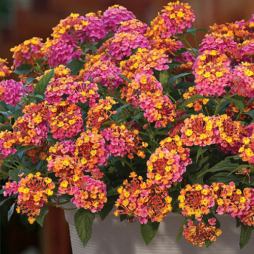 Lantana Passion Fruit Lantana Passion Fruit