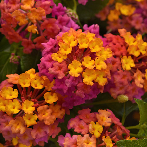 Lantana Passion Fruit Lantana Passion Fruit