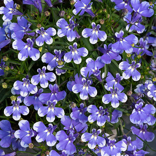 Lobelia Infinity Blue Sparkle Lobelia Infinity Blue Sparkle