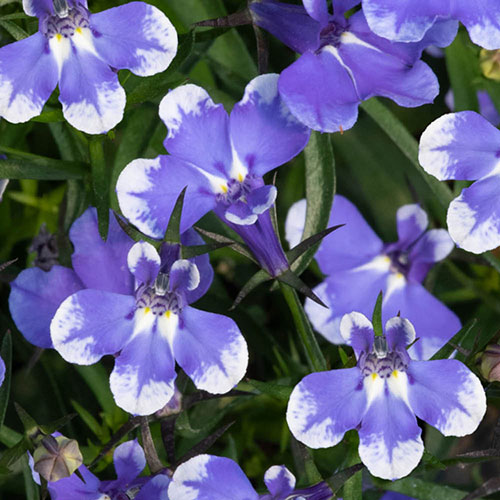 Lobelia Infinity Blue Sparkle Lobelia Infinity Blue Sparkle