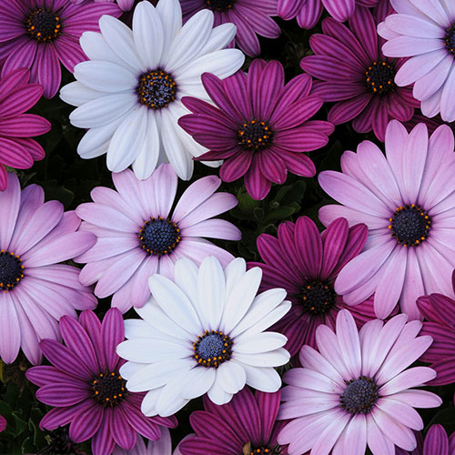 Osteospermum Akila Berries and Cream Mix