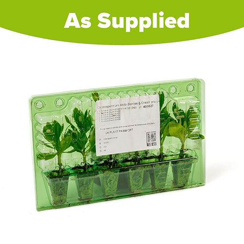 Osteospermum Akila Berries and Cream Mix Osteospermum Akila Berries and Cream Mix