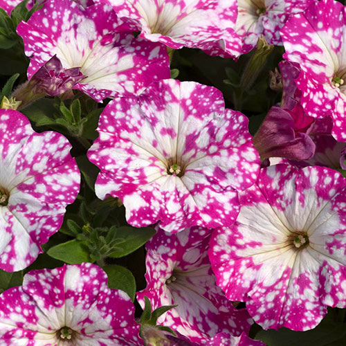 Petunia Pink and Night Sky Collection Petunia Pink and Night Sky Collection