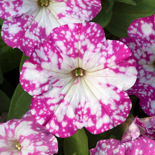 Petunia Pink Sky Petunia Pink Sky