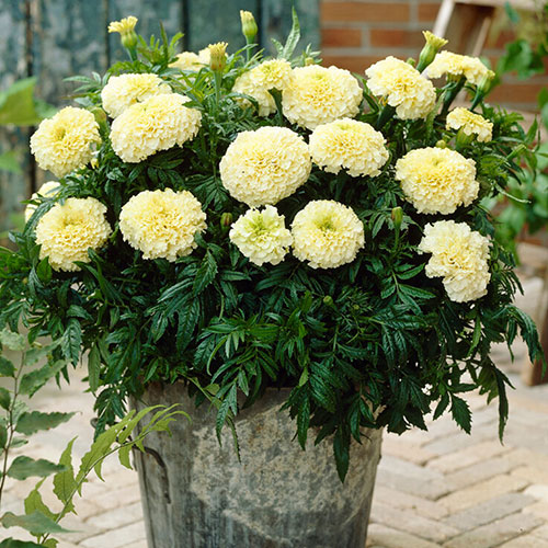 African Marigold Vanilla