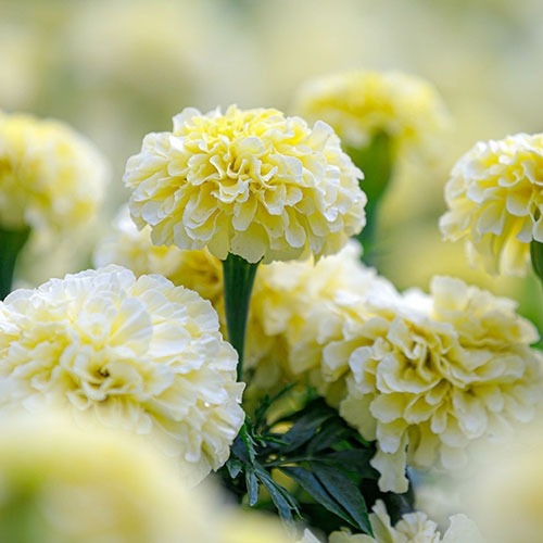 African Marigold Vanilla African Marigold Vanilla