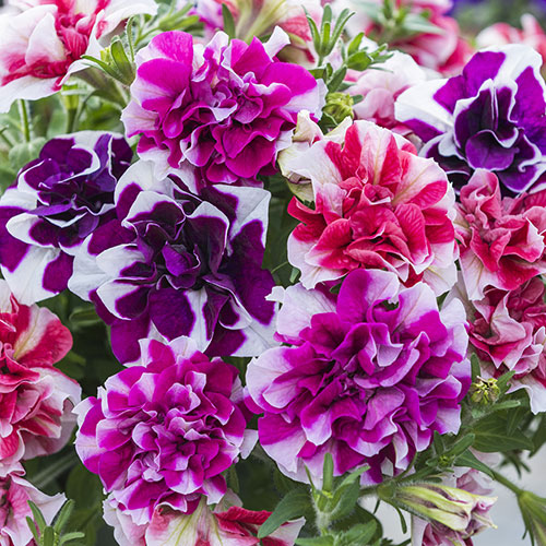 Tumbelina Ruffles Collection