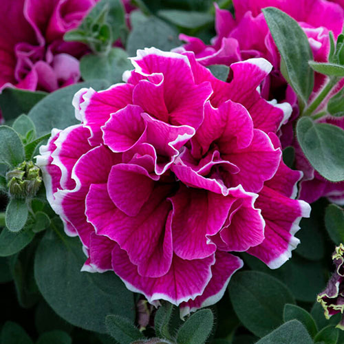 Tumbelina Ruffles Collection Tumbelina Ruffles Collection