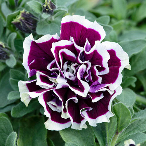 Tumbelina Ruffles Collection Tumbelina Ruffles Collection