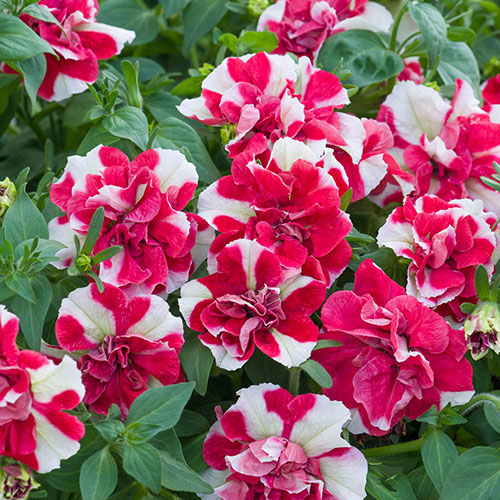 Tumbelina Ruffles Collection Tumbelina Ruffles Collection