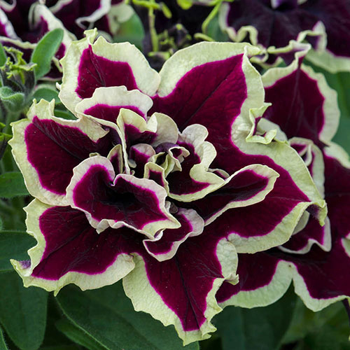 Tumbelina Ruffles Collection Tumbelina Ruffles Collection