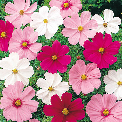 Cosmos Sonata Mixed Cosmos Sonata Mixed