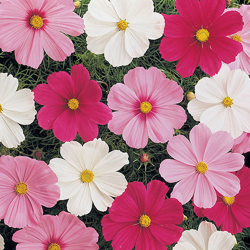 Cosmos Sonata Mixed Cosmos Sonata Mixed