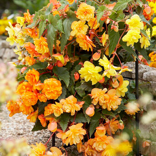 Begonia Apricot Fiery Shades - New Improved