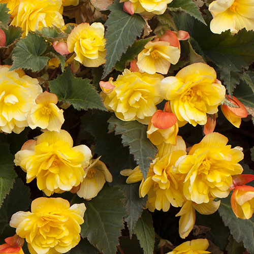 Begonia Apricot Fiery Shades - New Improved Begonia Apricot Fiery Shades - New Improved