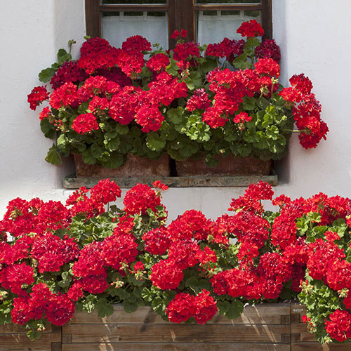 Upright Geranium Firecracker Upright Geranium Firecracker