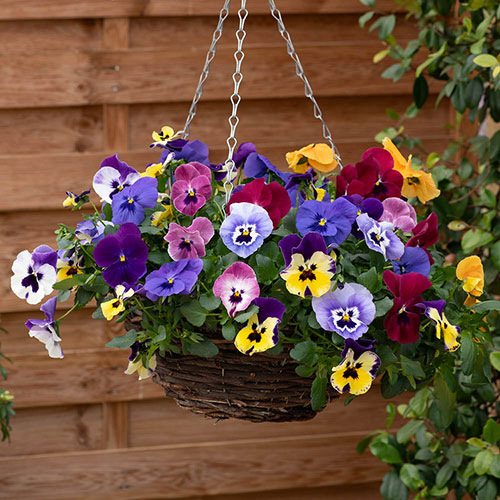 Pansy Top Wave Pansy Top Wave