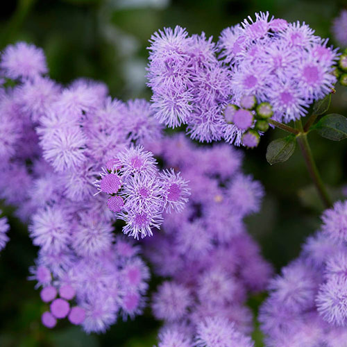 Ageratum Monarch Magic Ageratum Monarch Magic