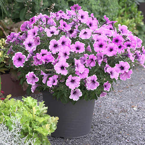 Petunia Famous Lavender Blush