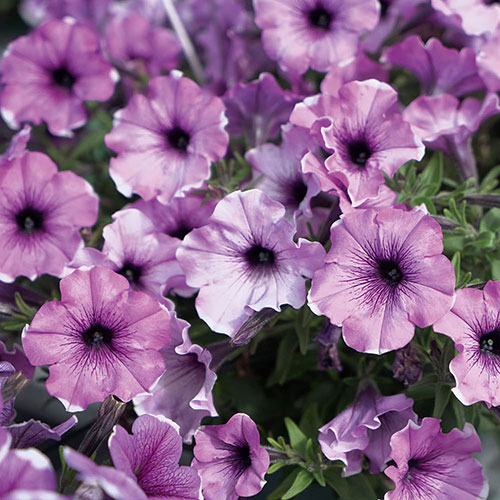 Petunia Famous Lavender Blush Petunia Famous Lavender Blush