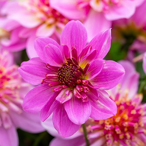 Dahlia Dalina Maxi Collection Dahlia Dalina Maxi Collection