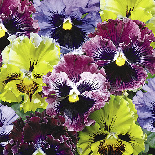 Pansy Frizzle Sizzle Mix Pansy Frizzle Sizzle Mix