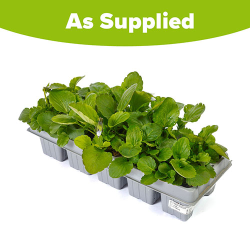 Pansy Matrix Mix Pansy Matrix Mix