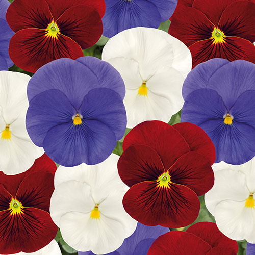 Pansy Matrix Britannia Mix Pansy Matrix Britannia Mix