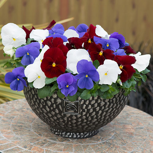 Pansy Matrix Britannia Mix Pansy Matrix Britannia Mix