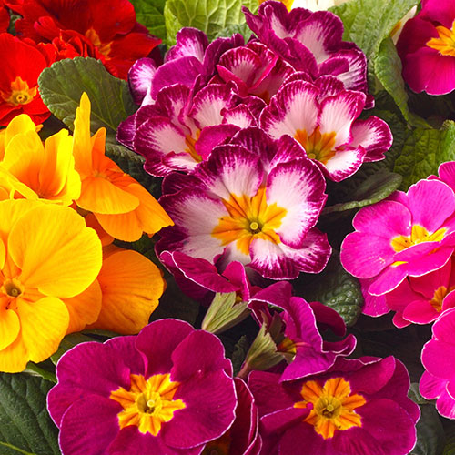 Primrose Bonelli Mix Primrose Bonelli Mix