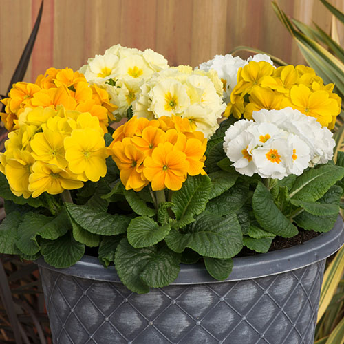 Polyanthus Spring Fever Mix Polyanthus Spring Fever Mix