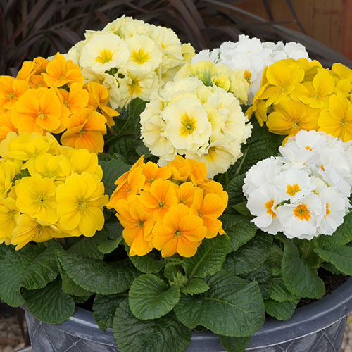 Polyanthus Spring Fever Mix Polyanthus Spring Fever Mix