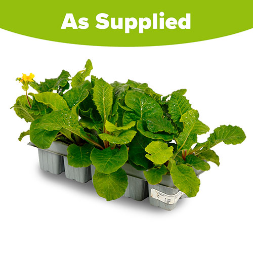 Polyanthus Spring Fever Mix Polyanthus Spring Fever Mix