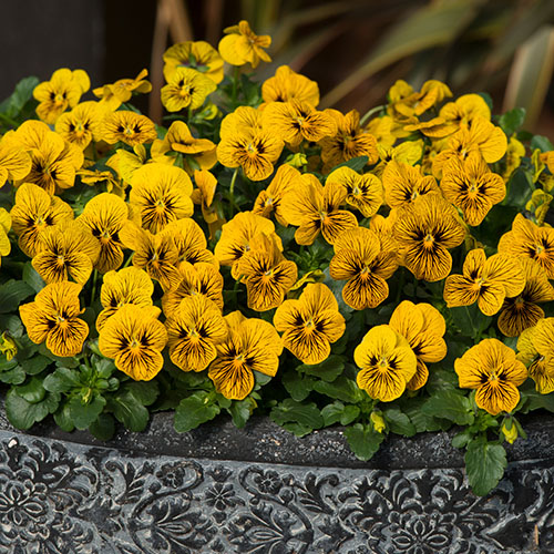 Viola Sorbet Tiger Eyes Viola Sorbet Tiger Eyes