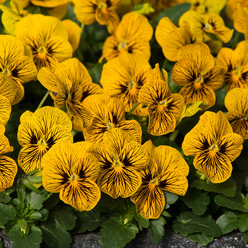 Viola Sorbet Tiger Eyes Viola Sorbet Tiger Eyes