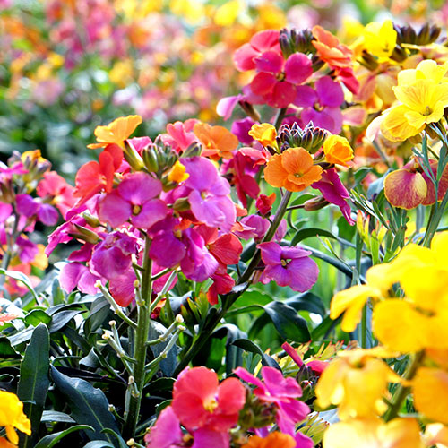 Wallflower Sunset Tutti Frutti Mix Wallflower Sunset Tutti Frutti Mix
