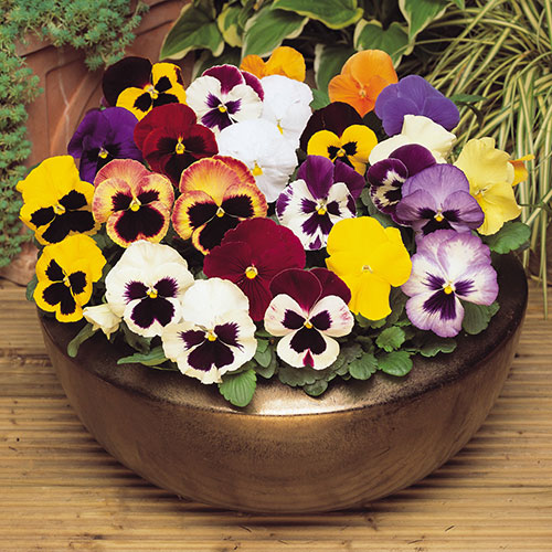 The Ultimate Winter Garden Ready Bedding Collection The Ultimate Winter Garden Ready Bedding Collection