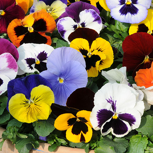 The Ultimate Winter Garden Ready Bedding Collection The Ultimate Winter Garden Ready Bedding Collection