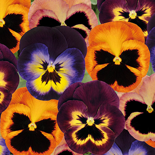 Pansy Matrix Mix Pansy Matrix Mix